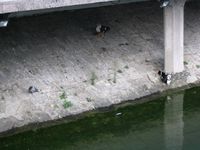 The mutated ducks in the river of Riječina